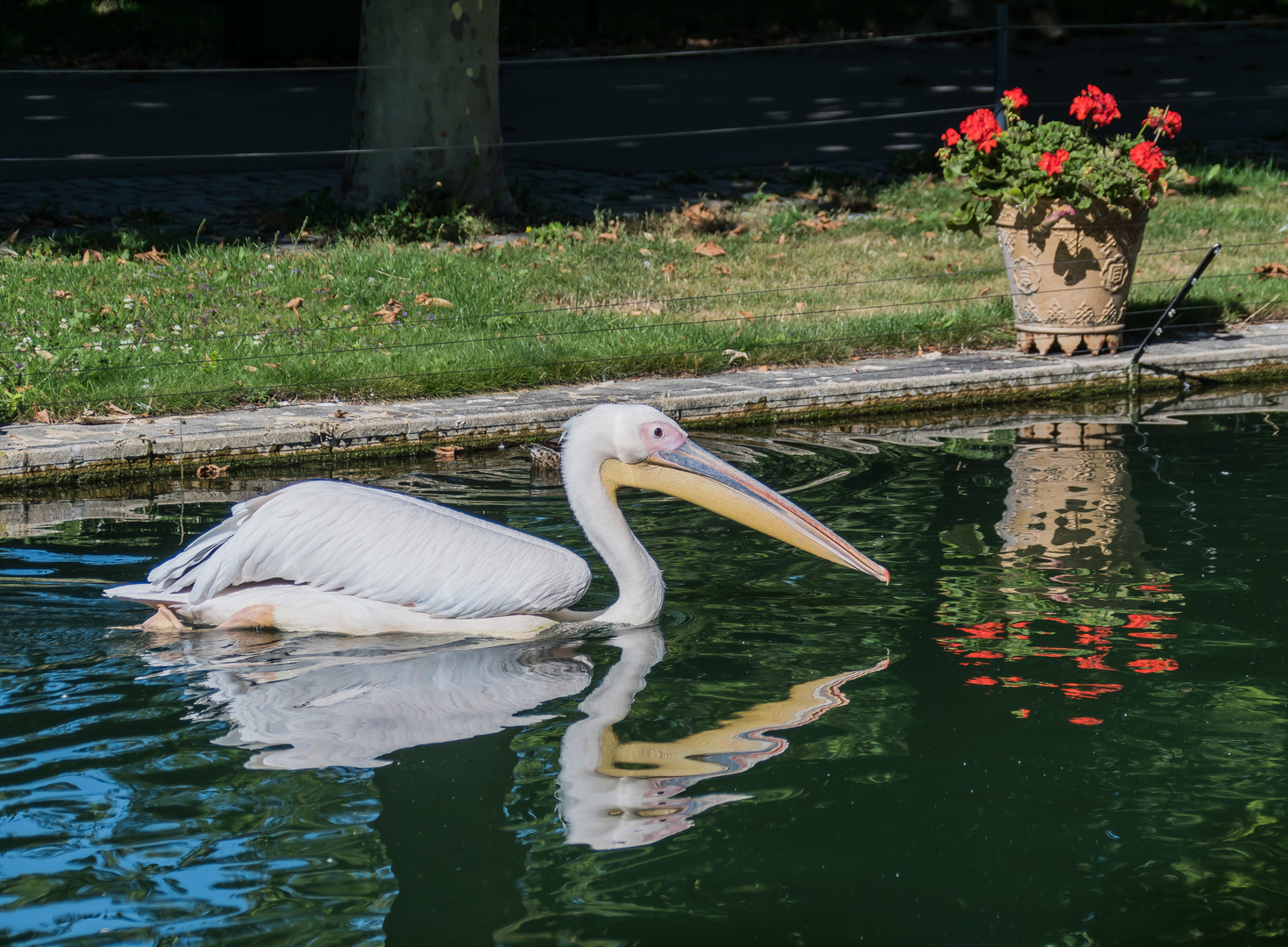 PELIKAN Foto & Bild spezial, rot, grün Bilder auf