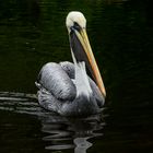 Pelikan, 3