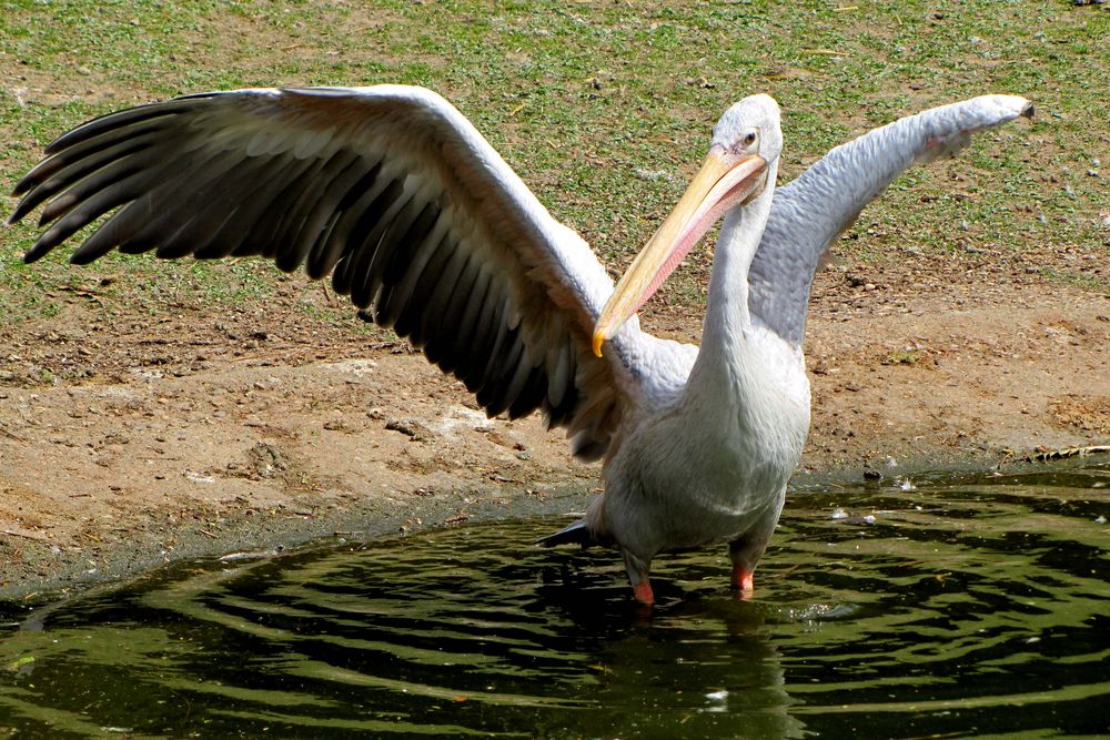 Pelikan (3) Zoo Neuwied