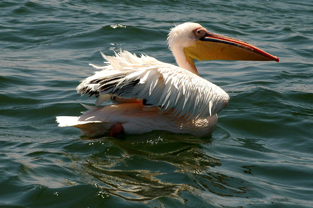 Pelikan 4 - Uiiii-heute ist das Wasser aber kalt....