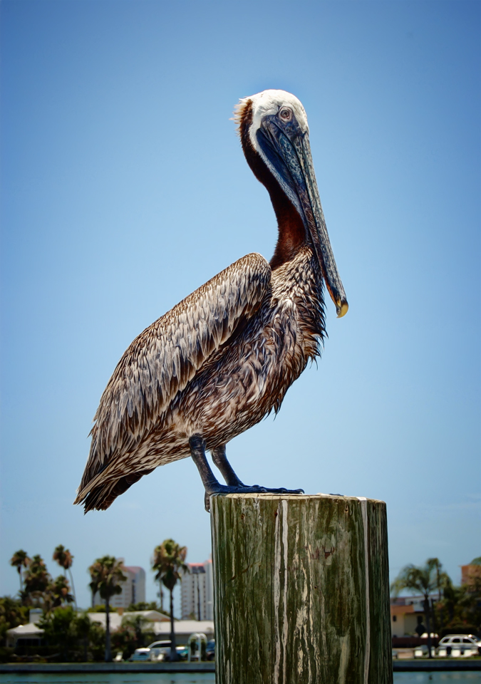 Pelikan ::. Foto & Bild | archiv, tierportrait, archiv 2009 - 2010 ...