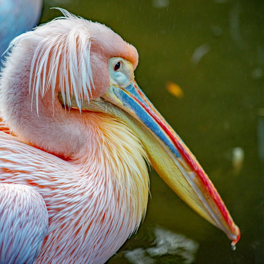 Pelikan Foto Bild tiere zoo wildpark falknerei Pelikan Foto Bild tiere zoo wildpark falknerei