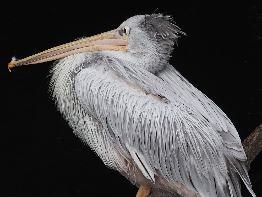 Pelikan Foto & Bild tiere, wildlife, wild lebende vögel Bilder auf Pelikan Foto & Bild tiere, wildlife, wild lebende vögel Bilder auf