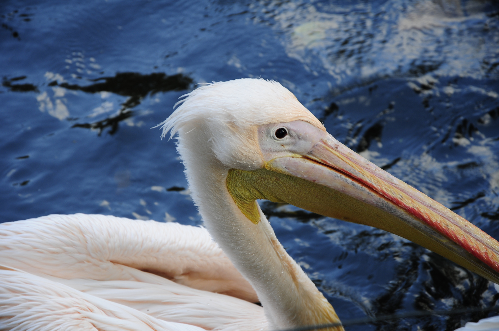 Pelikan Foto & Bild | hamburg, natur, tiere Bilder auf fotocommunity