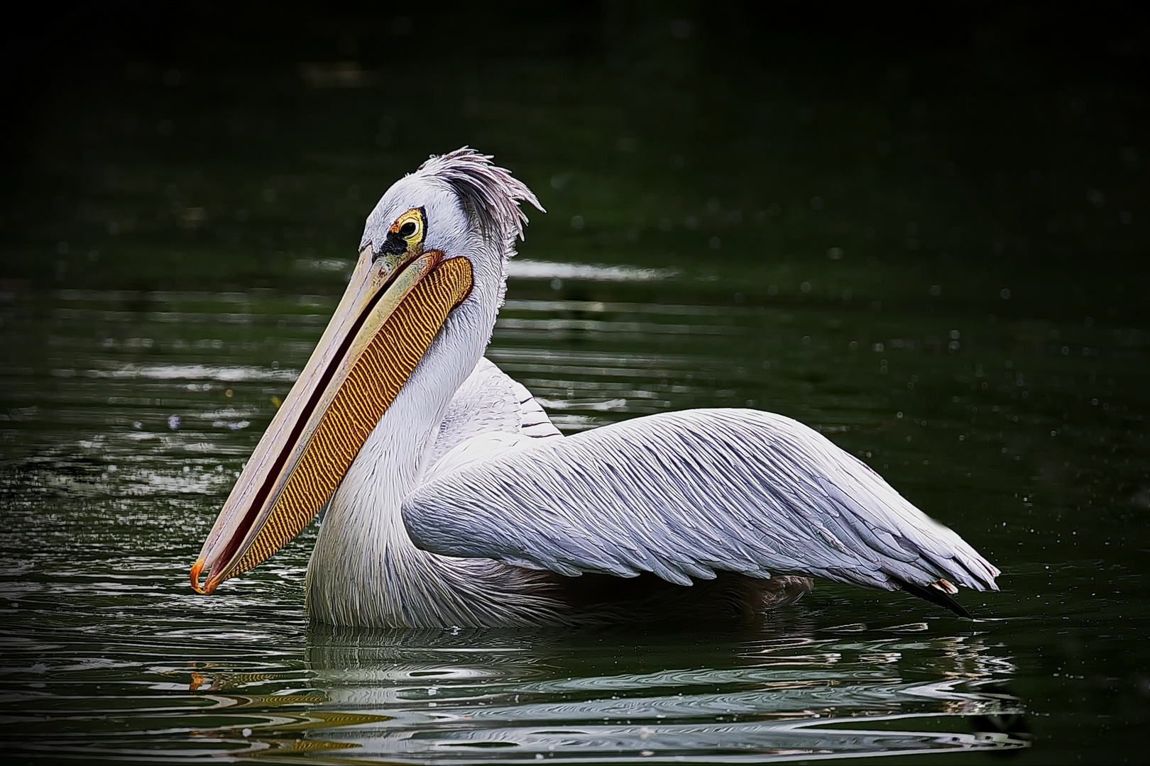 Pelikan Foto Bild tiere wildlife wild lebende v gel Pelikan Foto Bild tiere wildlife wild lebende v gel