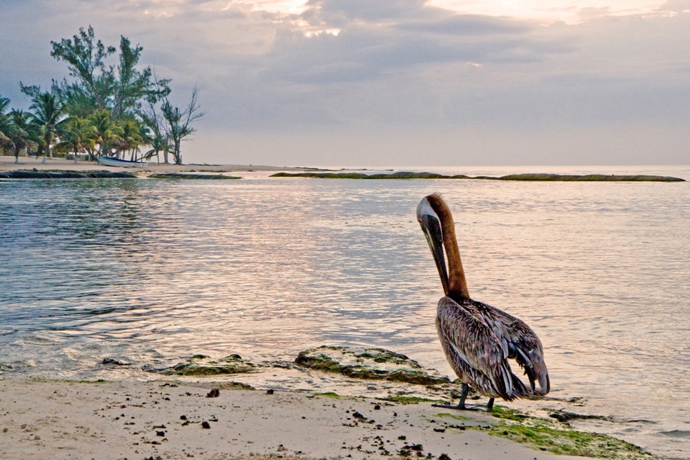 Pélikan à Playa del Carmen (Mexique)