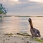 Pélikan à Playa del Carmen (Mexique)