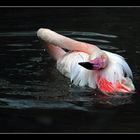 Pelikan (als Flamingo verkleidet...)