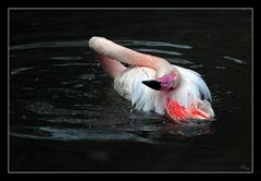 Pelikan (als Flamingo verkleidet...)