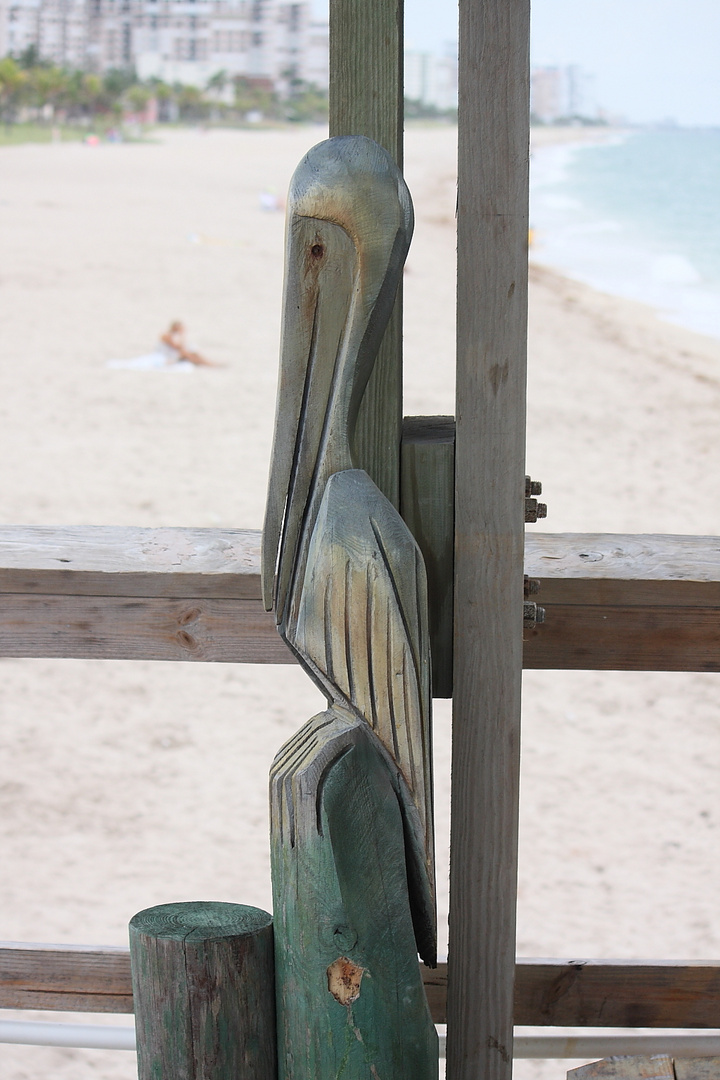Pelikan am Fishing Pier Pompano Beach/Florida
