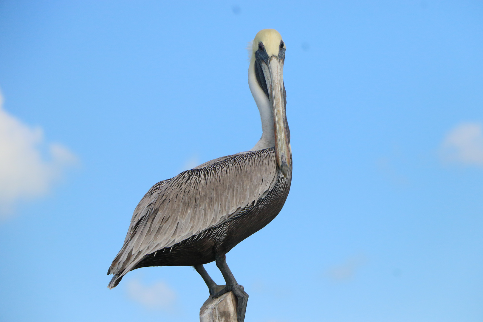 Pelikan am Hafen