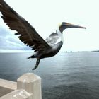 Pelikan am Pier St. Petersburg Florida