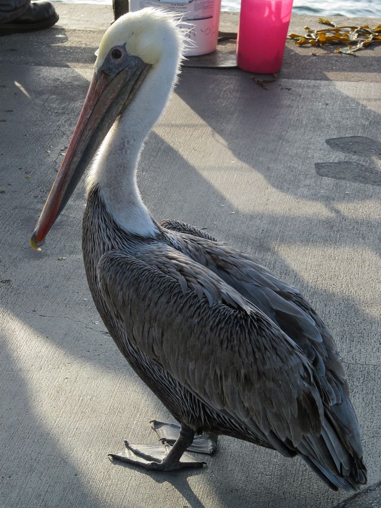 Pelikan am Redondo Beach, Los Angeles