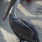 Pelikan am Redondo Beach, Los Angeles