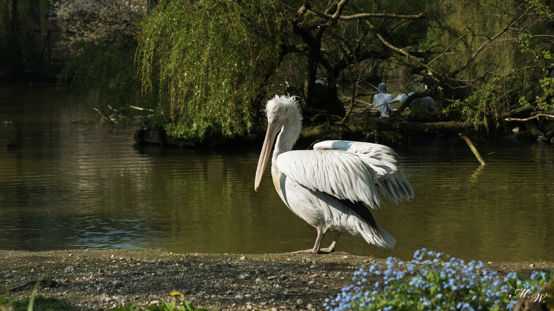 Pelikan am See