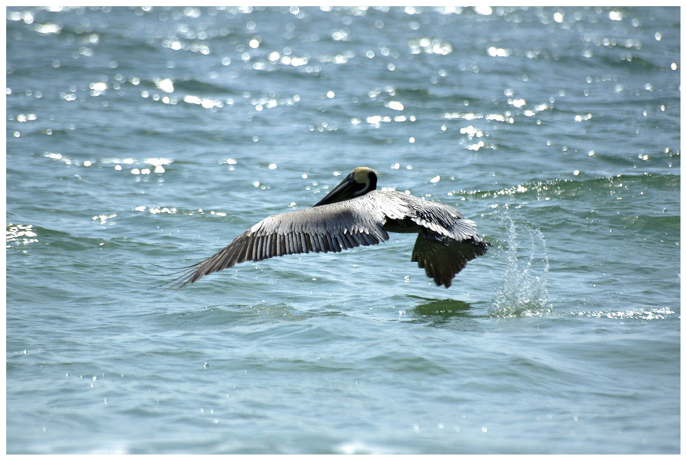 Pelikan am St.Pete Beach von I N G O K