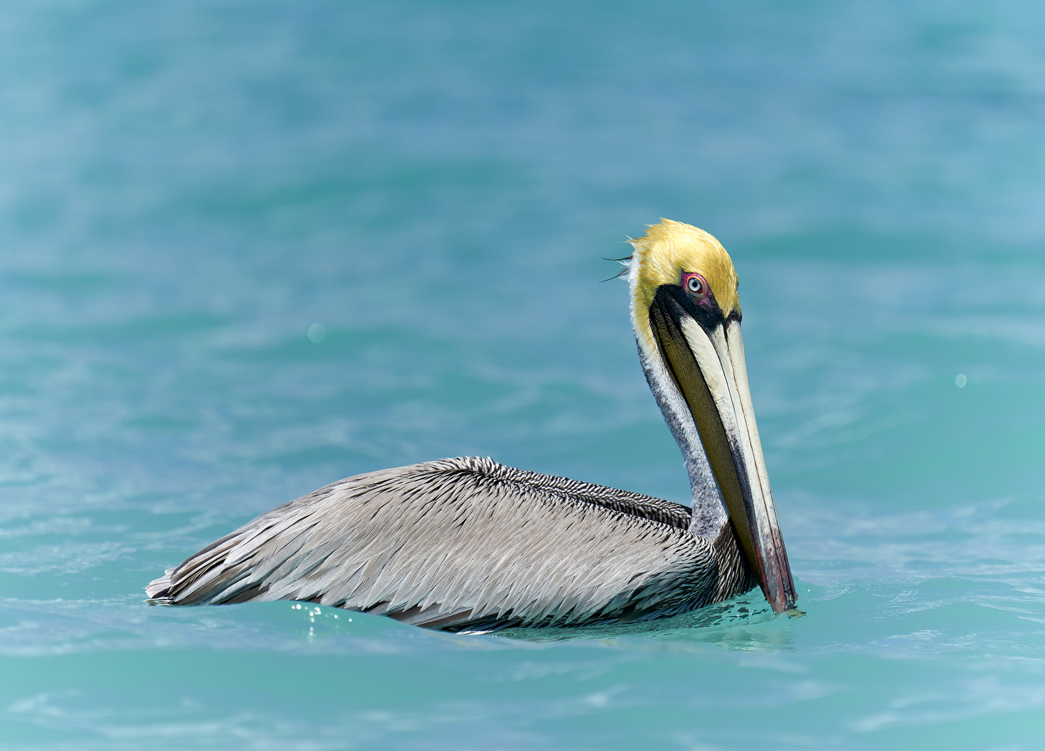 Pelikan am Strand