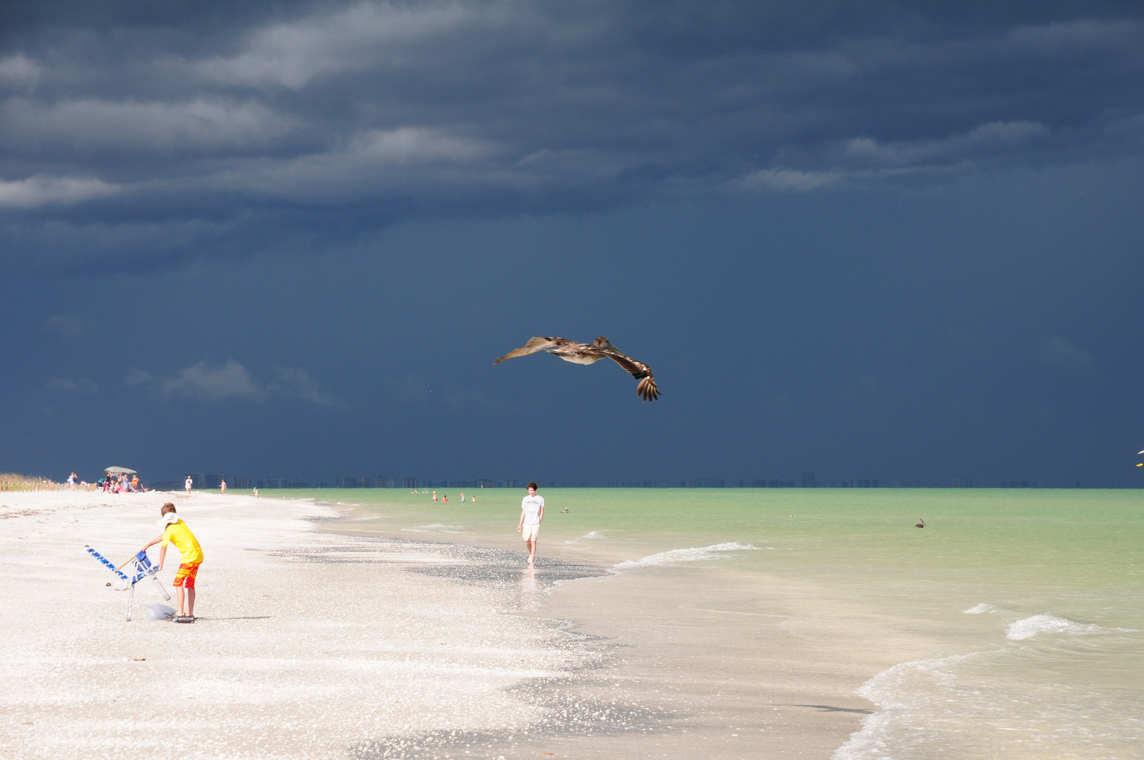 Pelikan am Strand