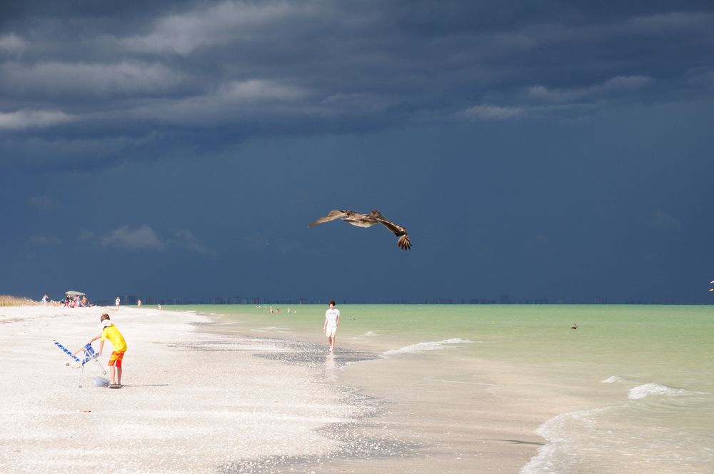 Pelikan am Strand