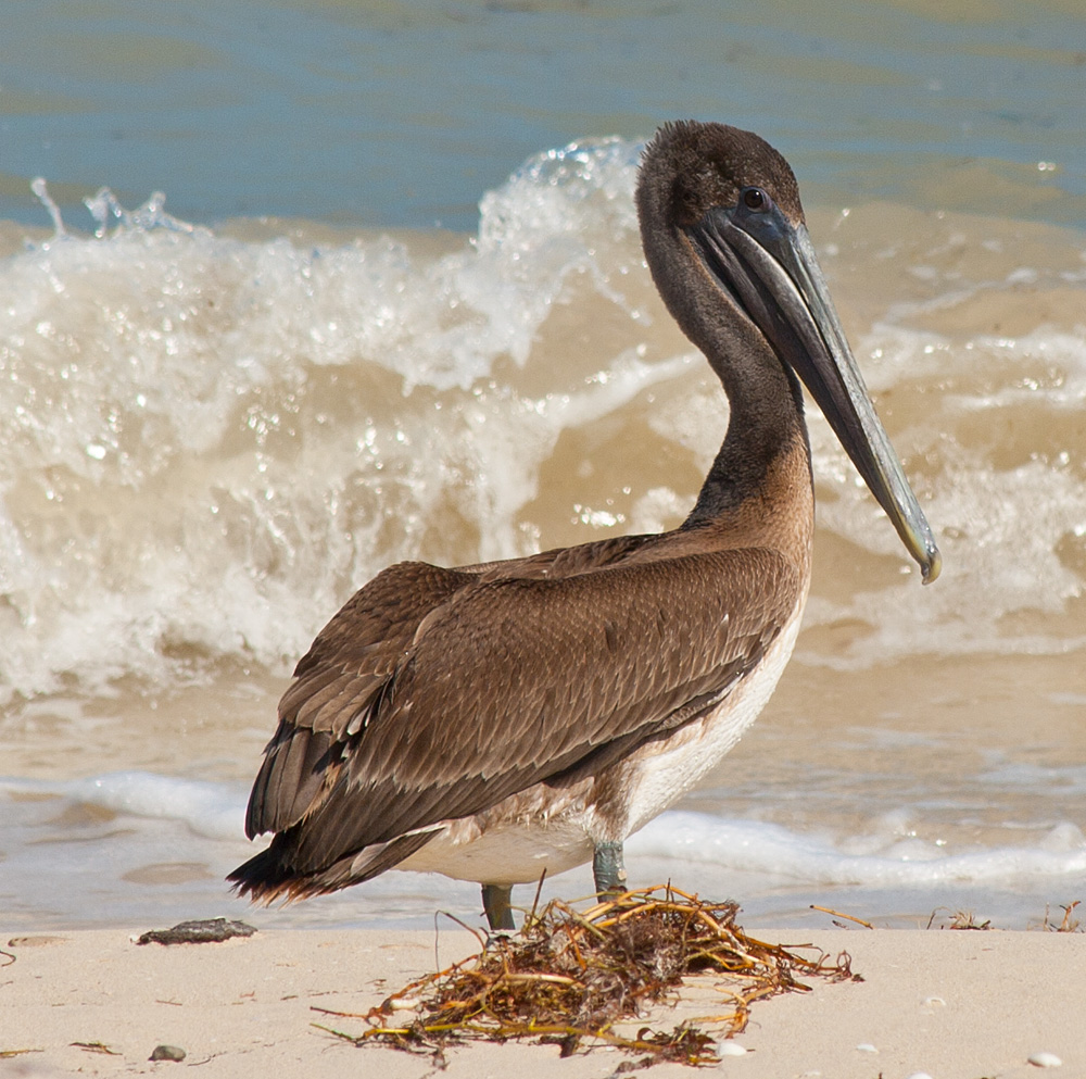 Pelikan am Strand von Yucatan