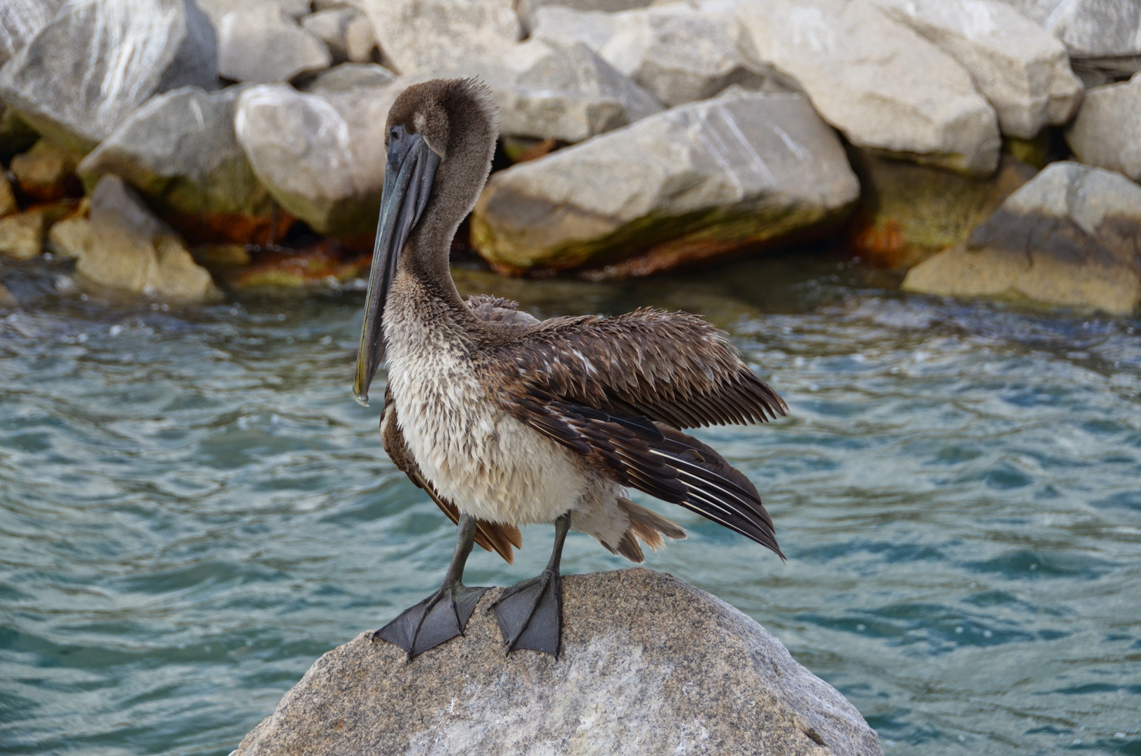 Pelikan am Wasser