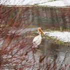 Pelikan an der Isar?