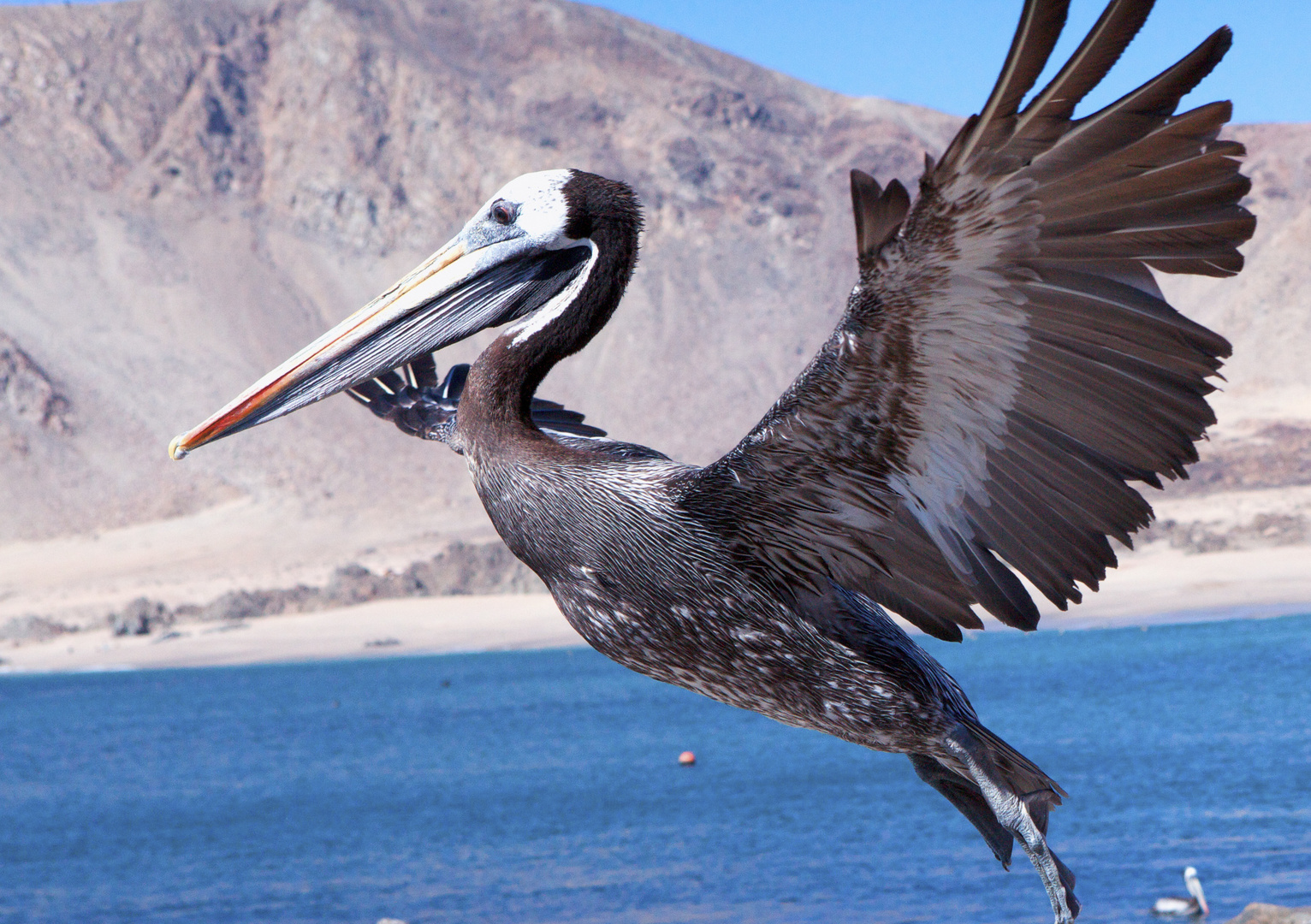 Pelikan an der Pan de azucar