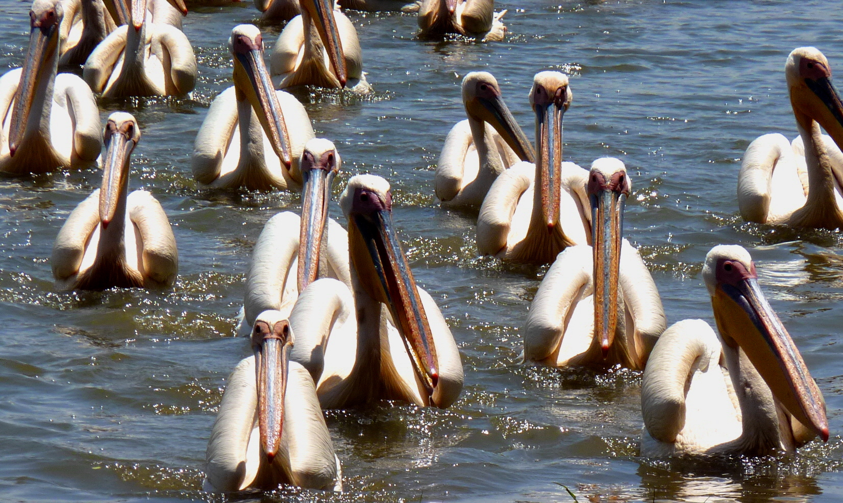 Pelikan-Armada