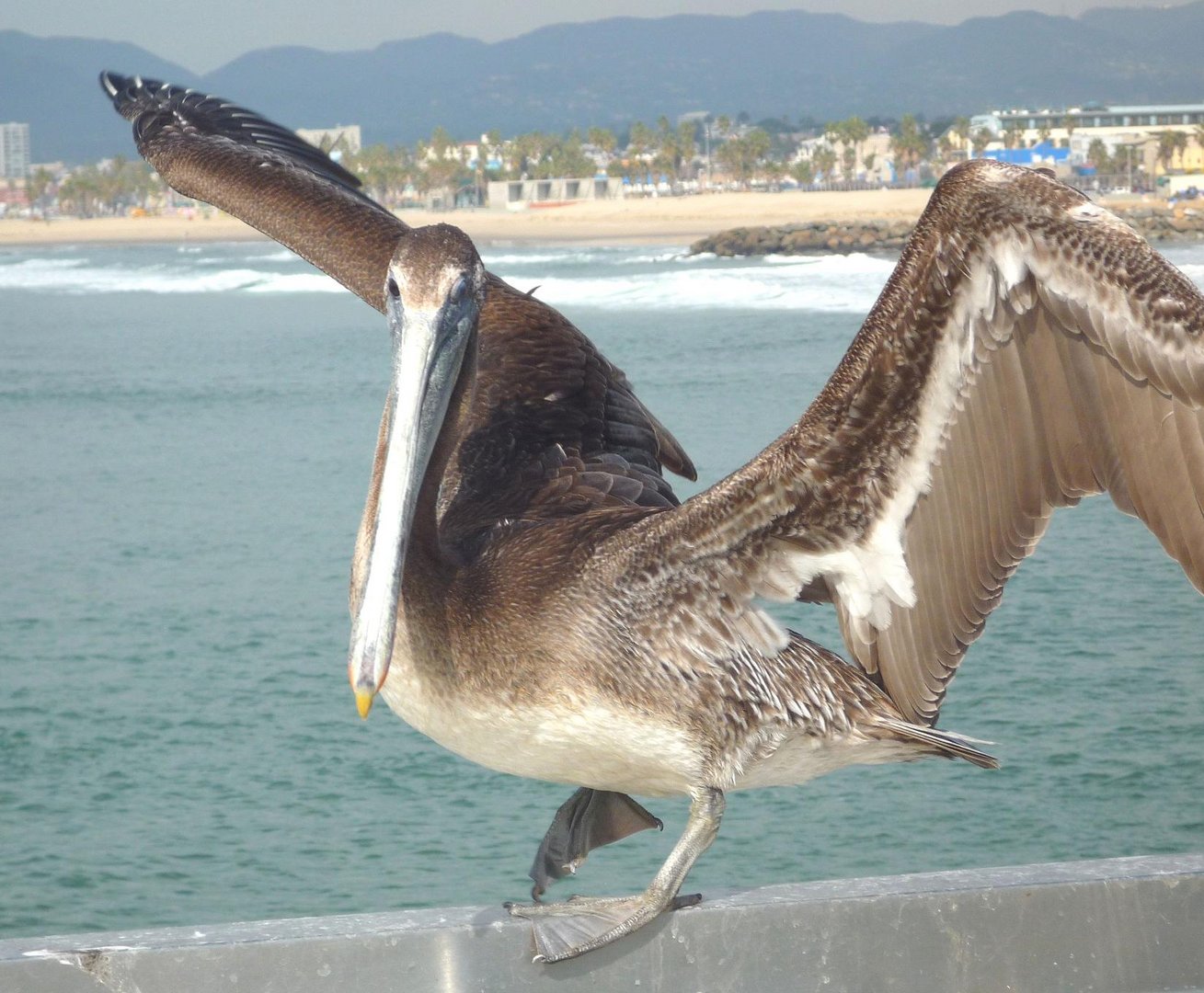 Pelikan at Venice beach 2010