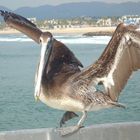 Pelikan at Venice beach 2010