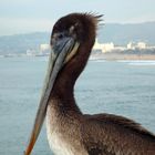 Pelikan at Venice beach