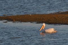 Pelikan auf Abwegen