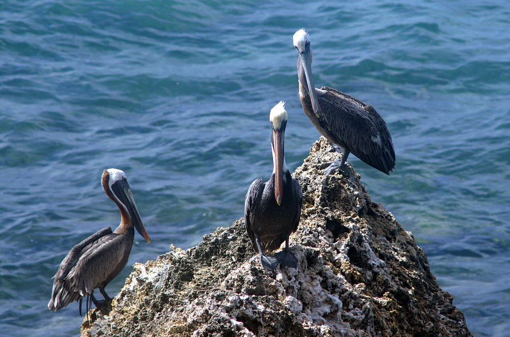 Pelikan auf Bonaire