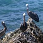 Pelikan auf Bonaire