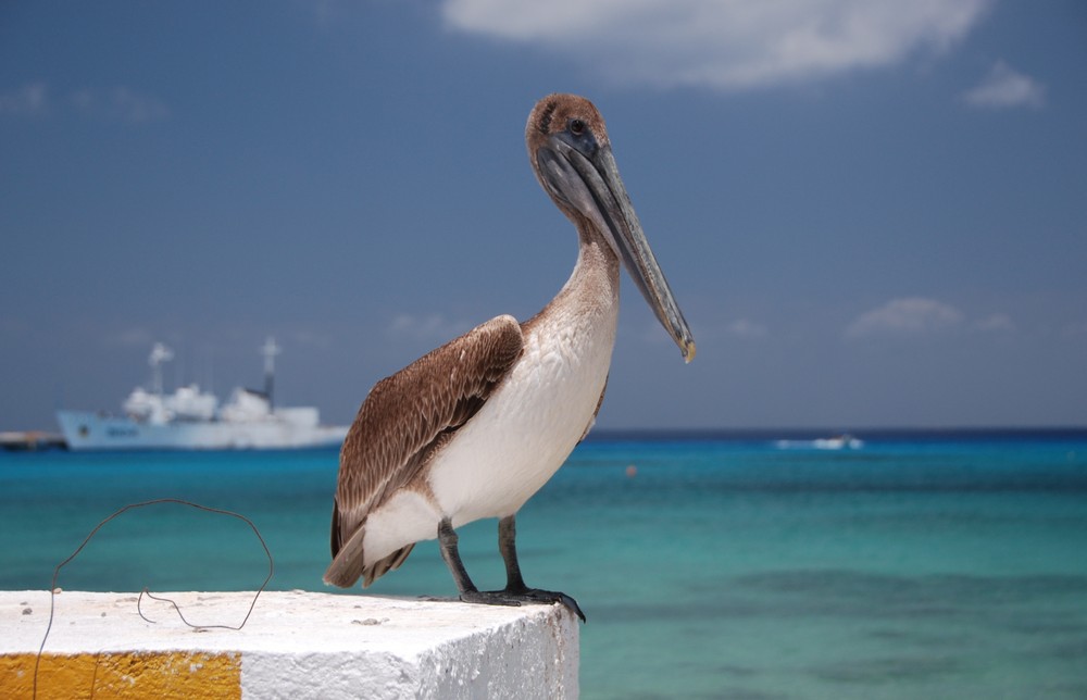 Pelikan auf Cozumel