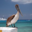 Pelikan auf Cozumel