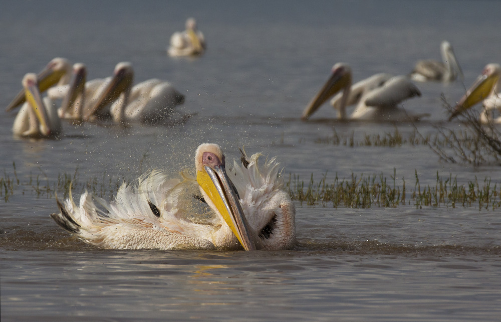 Pelikan auf dem Lake Nakuru