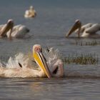 Pelikan auf dem Lake Nakuru