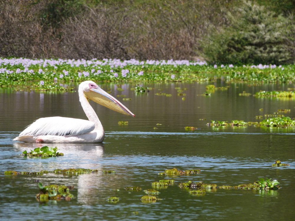 Pelikan auf dem Navisha See