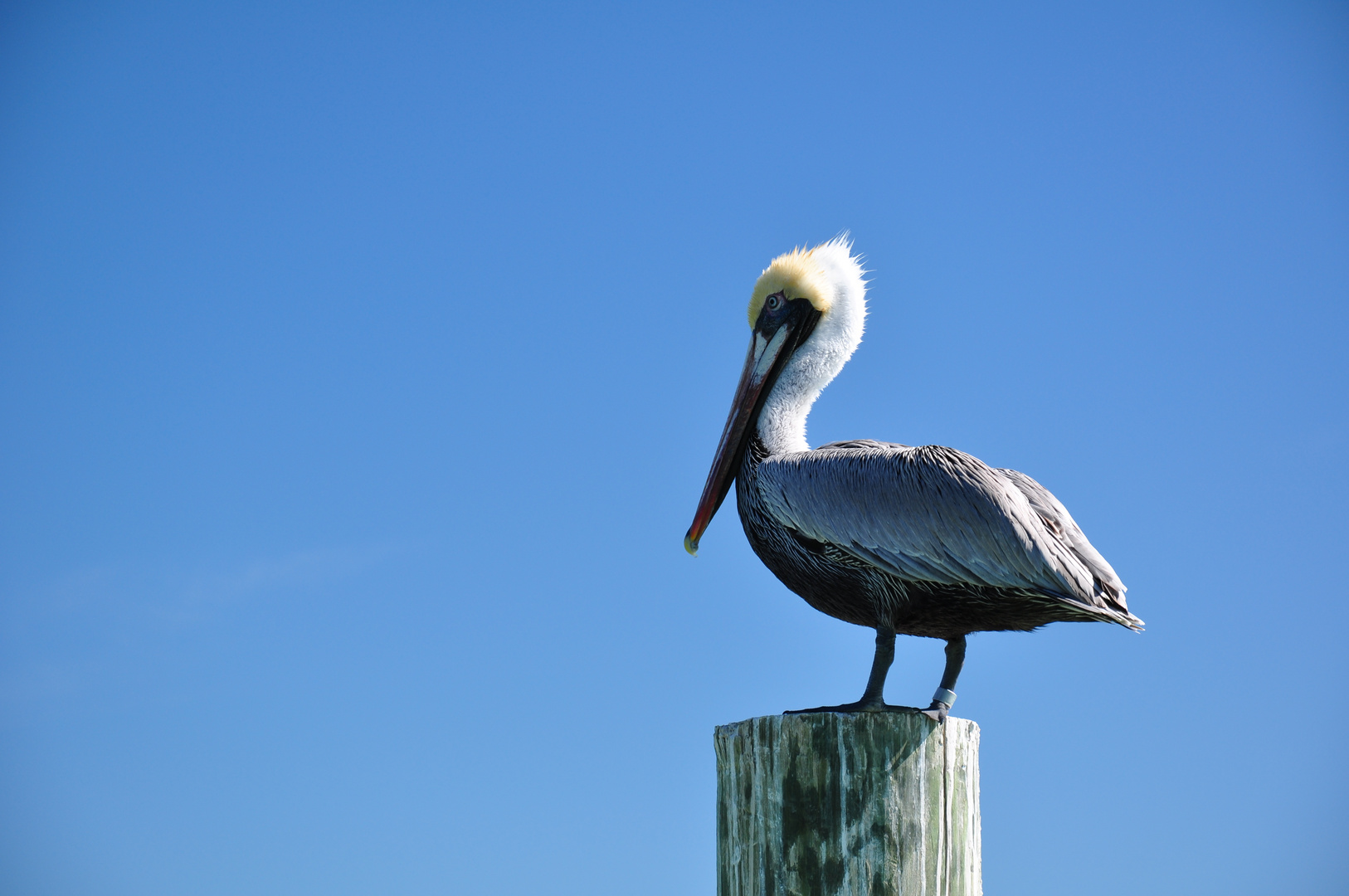 Pelikan auf den Florida Keys