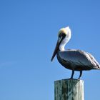 Pelikan auf den Florida Keys