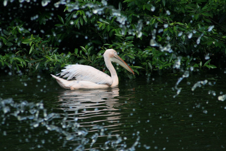 Pelikan auf der Jagd