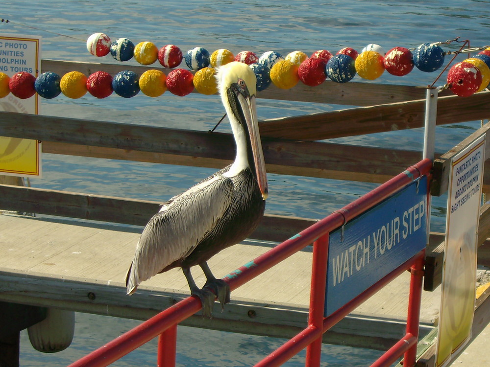 Pelikan auf der Pier