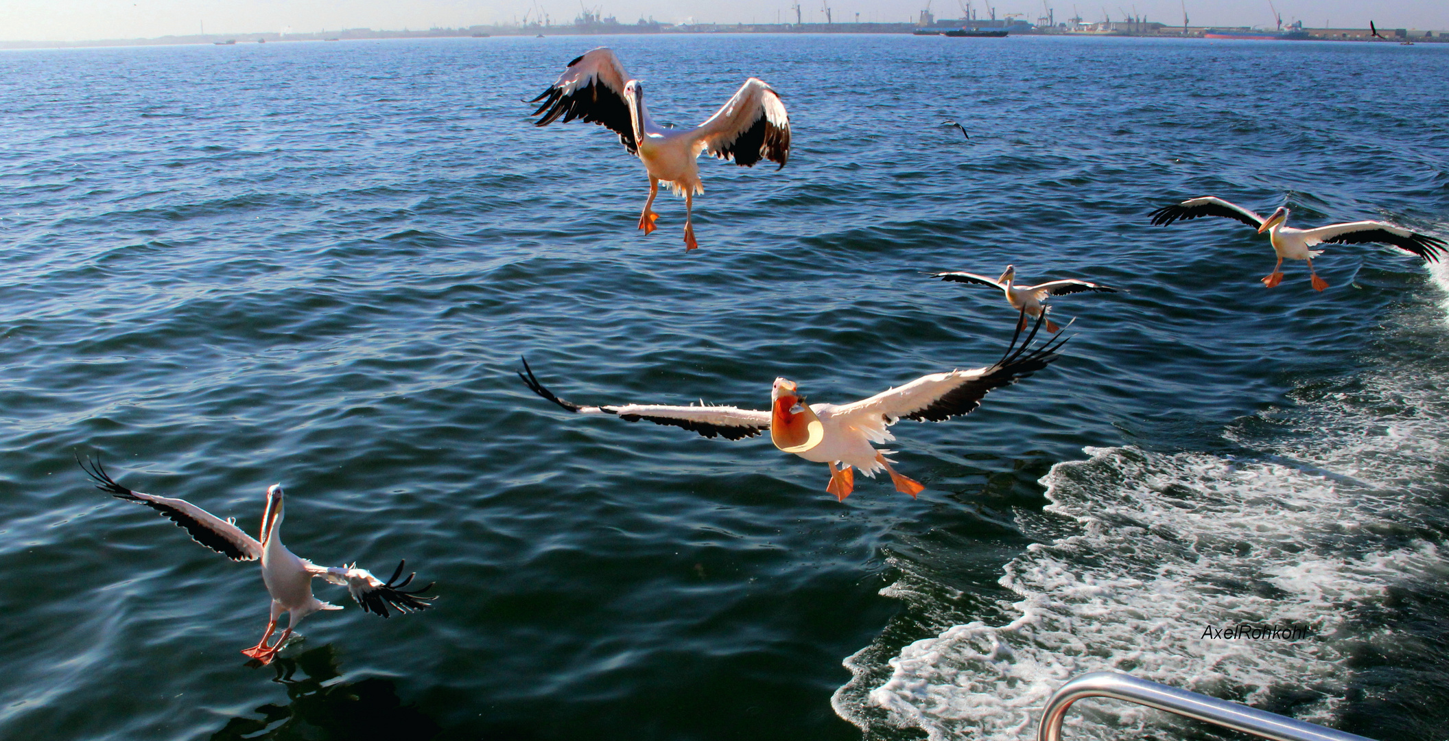 Pelikan auf Fischfang