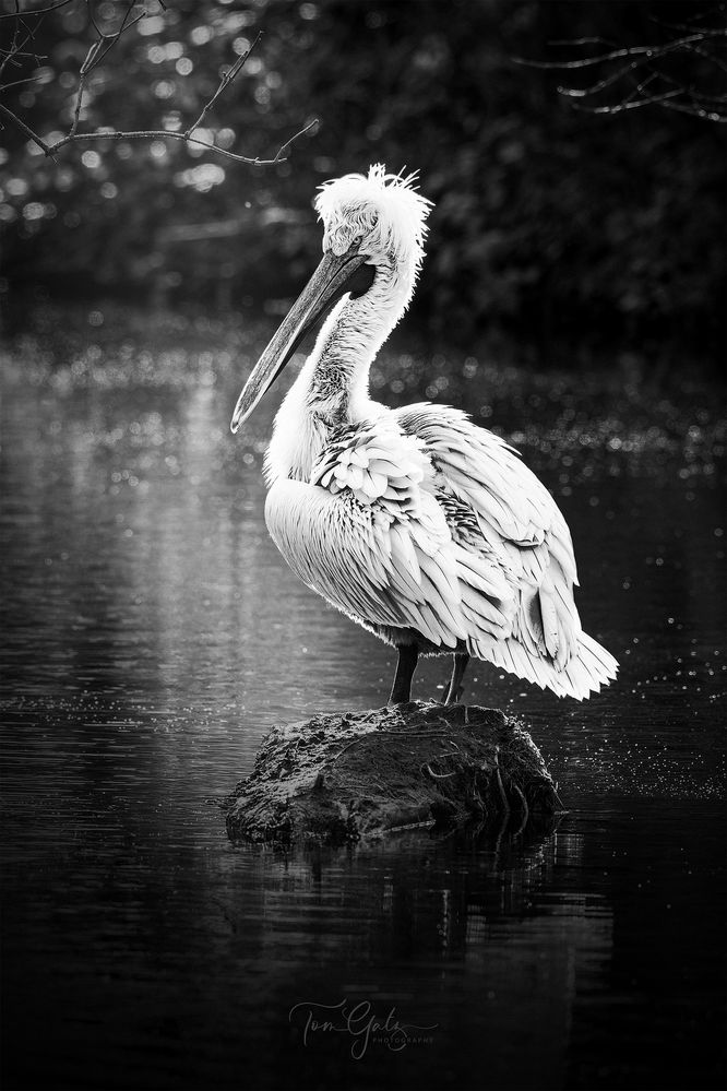 Pelikan auf Insel