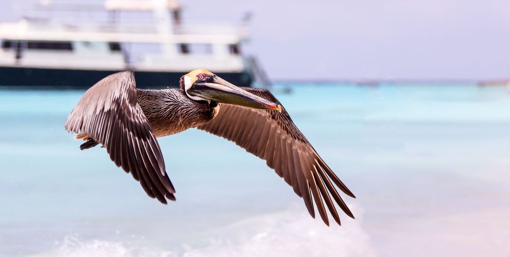 Pelikan auf Klein Curacao