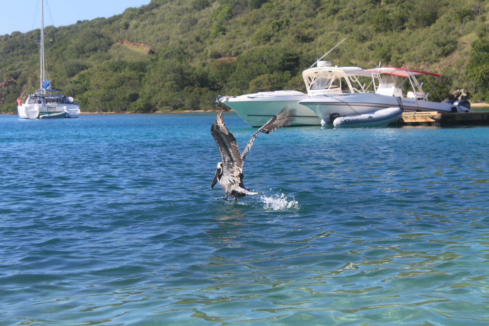 Pelikan auf Peter Island/ Kleine Antillen/ Karibik