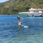 Pelikan auf Peter Island/ Kleine Antillen/ Karibik