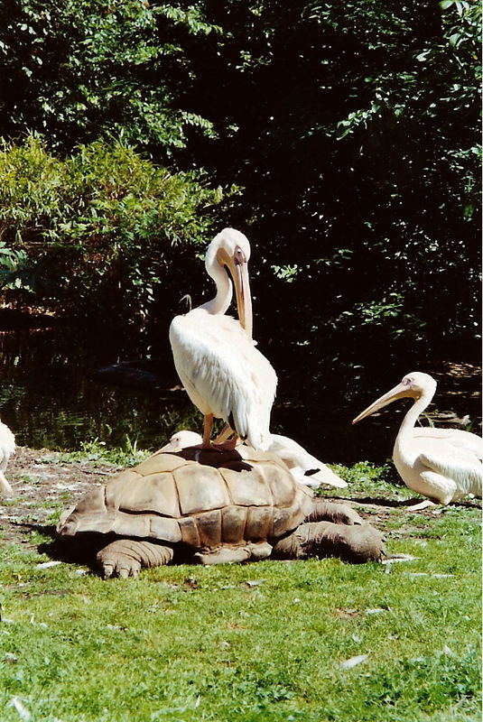 Pelikan auf Schildkröte