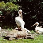 Pelikan auf Schildkröte